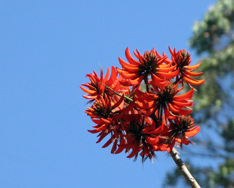 Red Sophora Flower seeds for Planting Easy to Grow Heirloom & GMO Free Seeds for Home Garden
Sale