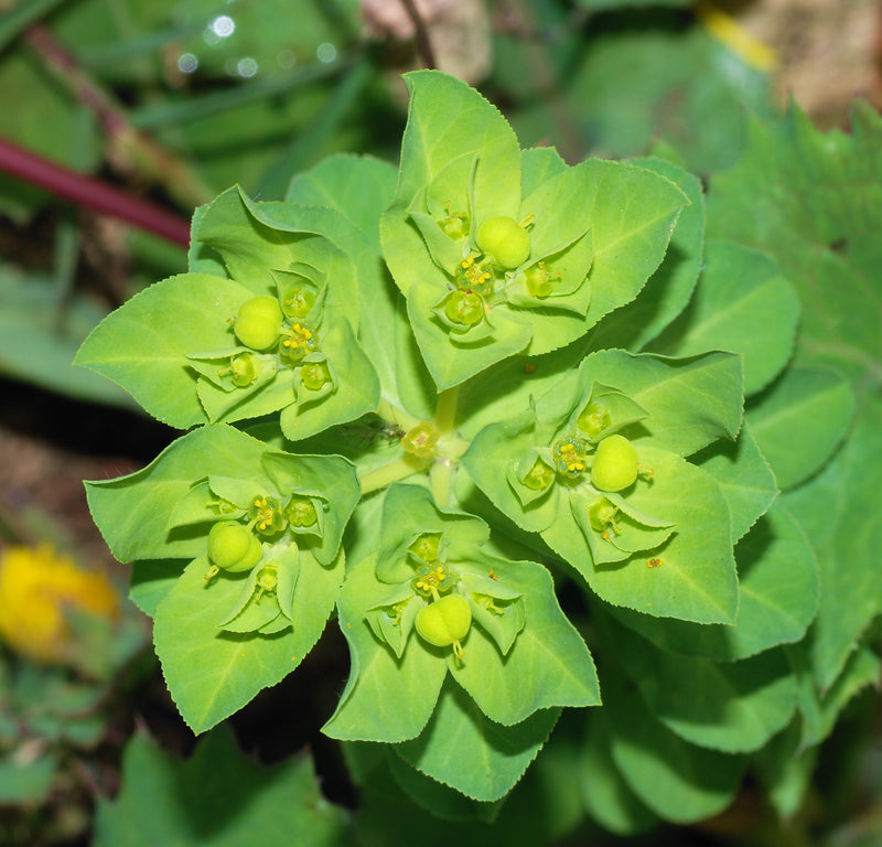 Green Euphorbia Flower seeds for Planting Pollinator Friendly Heirloom & GMO Free Seeds for Home Garden
Sale