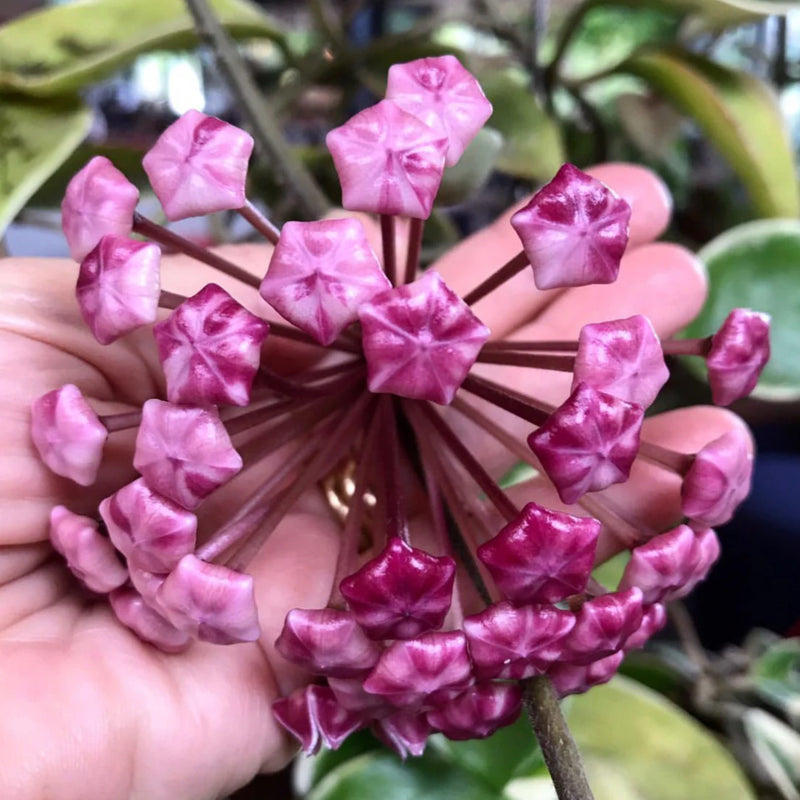 Purple Hoya Flower seeds for Planting All Season Planting Heirloom & GMO Free Seeds For Home Garden
Sale