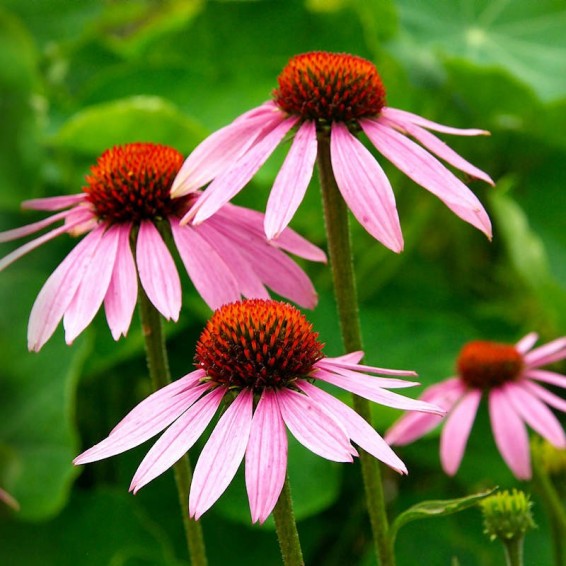 Cone Flower seeds for Planting Colorful Display Heirloom & GMO Free Seeds for Home Garden
Sale