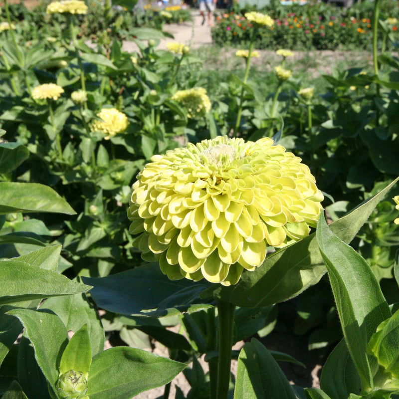Envy Zinnia Flower seeds for Planting Drought Tolerant Heirloom & GMO Free Seeds for Home Garden
Sale