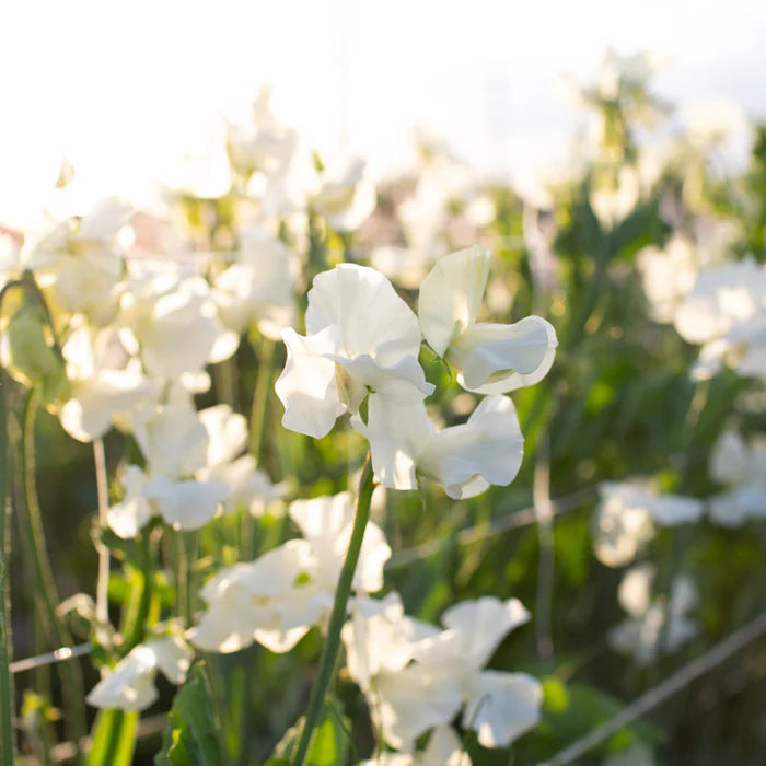 Cream Sweet Pea Flower Seeds for Planting Compact Growth Heirloom & GMO Free Seeds for Home Garden
Sale