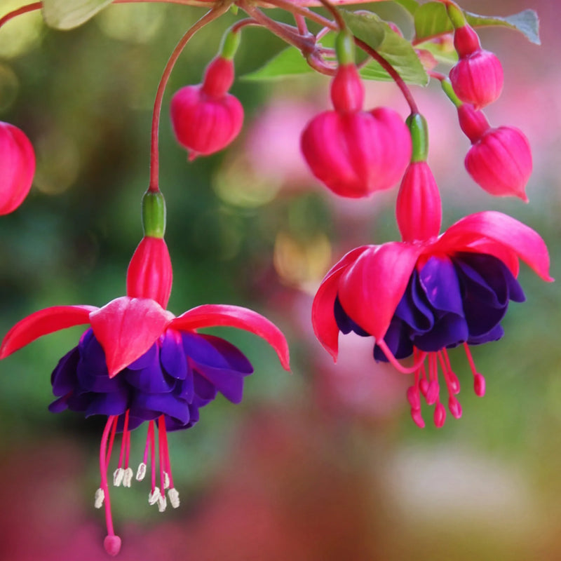 Purple Fuchsia Magellanica Flower seeds for Planting - Sun Loving, Heirloom & GMO Free Seeds for Home Garden