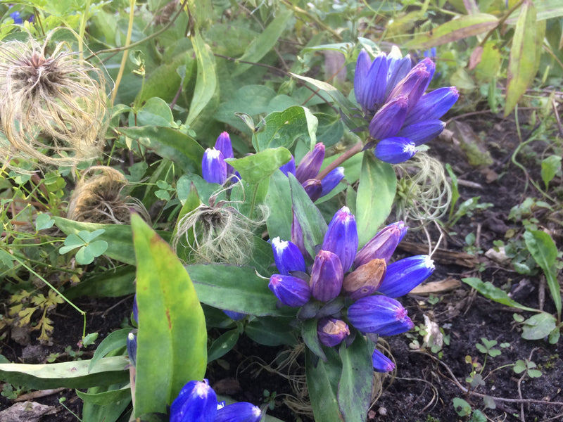Purple Gentian Flower Seeds Fragrant Blossoms Heirloom & GMO Free Seeds for Home Garden
Sale