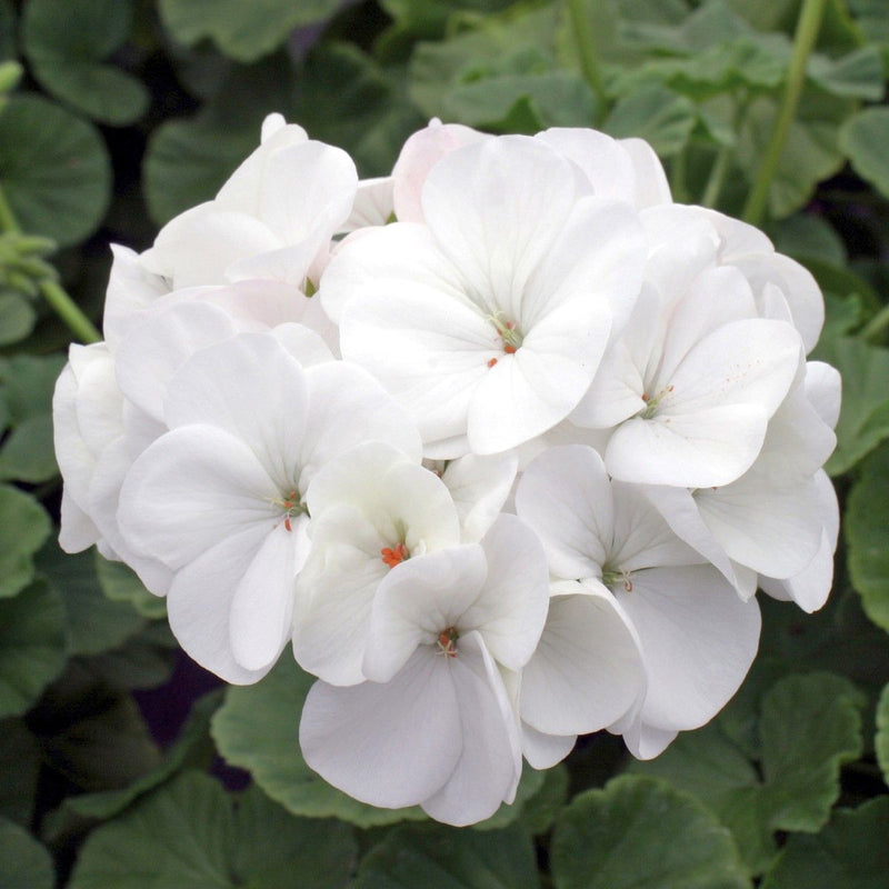 White Pelargonium Flower seeds for Planting - Cottage Garden Essential, Heirloom & GMO Free Seeds for Home Garden
Sale for planting in home garden