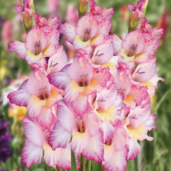 Yellow Light Pink Gladiolus Flower Seeds for Planting Fragrant Blossoms Heirloom & GMO Free Seeds for Home Garden
Sale