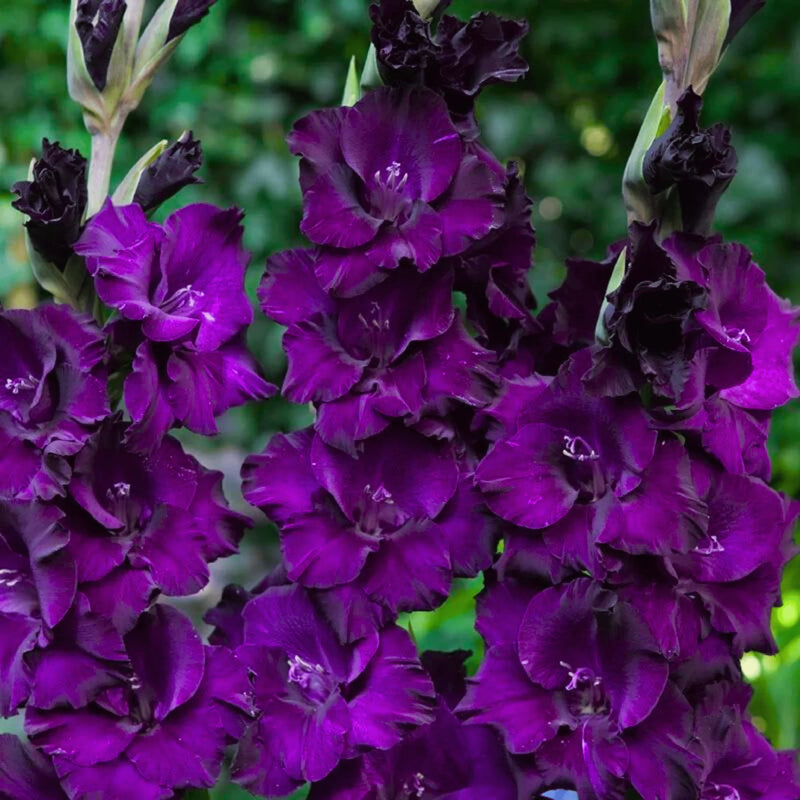 Dark Purple Gladiolus Flower Seeds for Planting Bright Blooms Heirloom & GMO Free Seeds for Home Garden
Sale