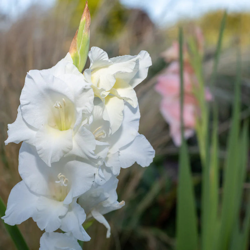 White Gladiolus Flower Seeds Wildflower Mix Heirloom & GMO Free Seeds for Home Garden
Sale