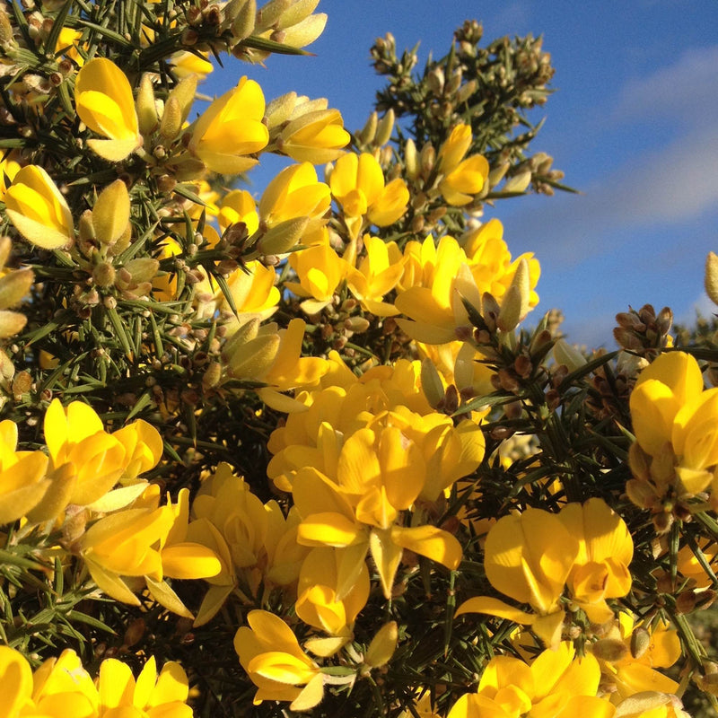 Gorse Ulex Europaeus Flower Seeds for Planting Hardy Perennial Seeds for Vibrant Yellow Blooms