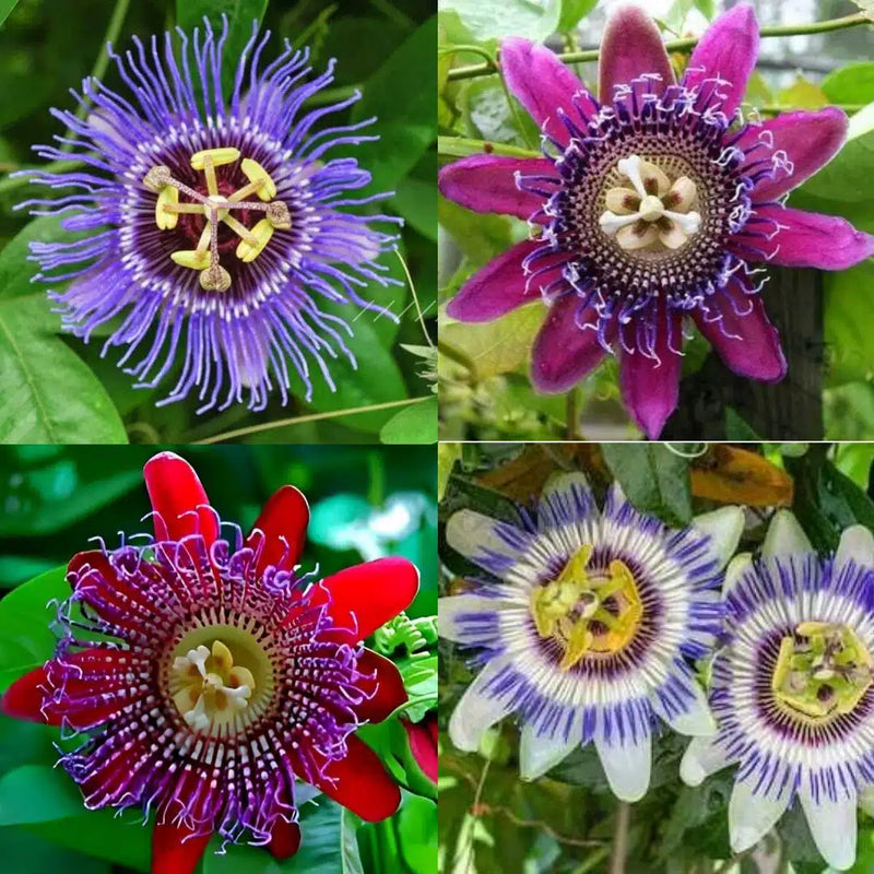 Red Blue Passiflora Flower Seeds for Planting Premium Quality Heirloom & GMO Free Seeds for Home Garden
Sale
