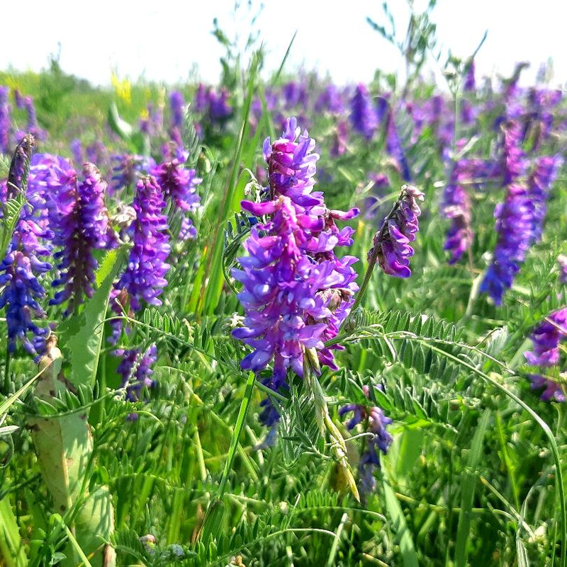 Purple Vetch Flower seeds for Planting - Perfect for Borders, Heirloom & GMO Free Seeds for Home Garden