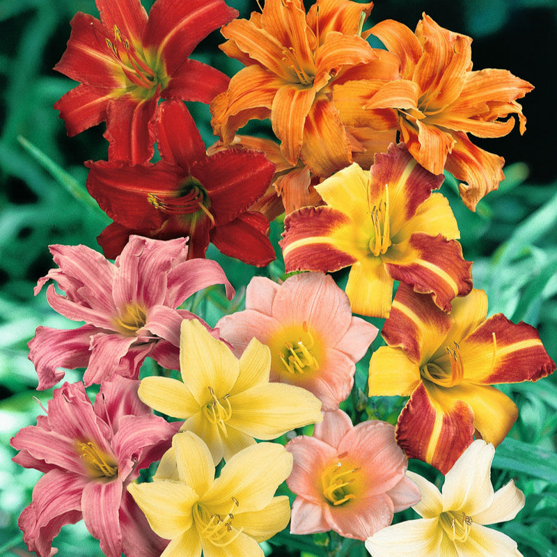 Mix Hemerocallis Flower seeds for Planting - Pollinator Friendly, Heirloom & GMO Free Seeds for Home Garden
Sale for planting in home garden