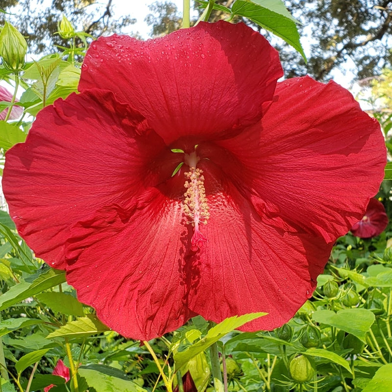 Giant Hibiscus Flower seeds for Planting Colorful Display Heirloom & GMO Free Seeds for Home Garden