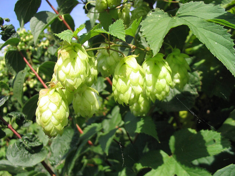 Army Green Humulus Lupulus Seeds for Planting – Heirloom & NonGMO Garden Favorite
Sale