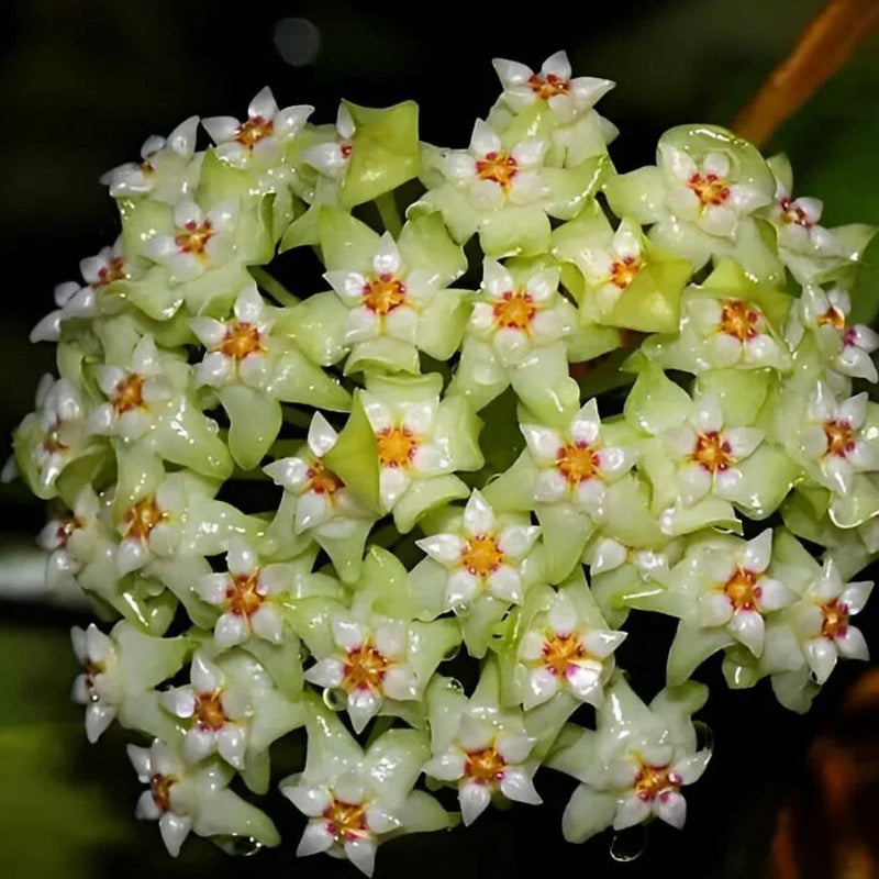 Green White Hoya Flower seeds for Planting - Vibrant Colors, Heirloom & GMO Free Seeds for Home Garden
Sale seeds for home garden