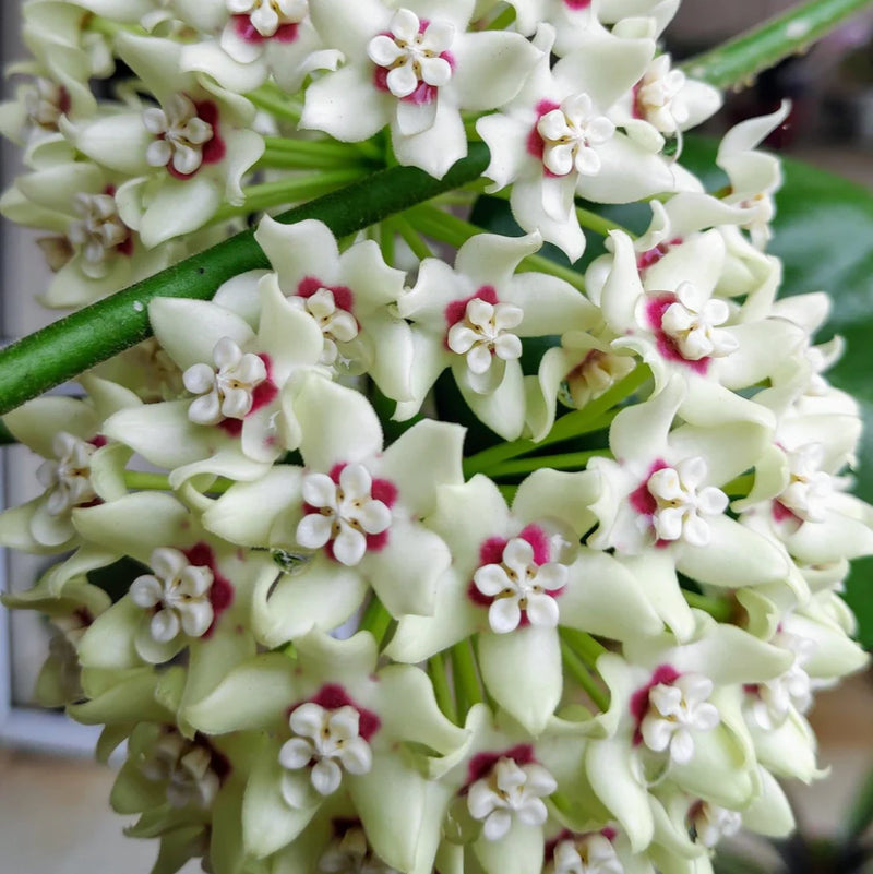 Dark Cream Hoya Carnosa Flower Seeds for Planting Seasonal Bloomer Heirloom & GMO Free Seeds for Home Garden
Sale