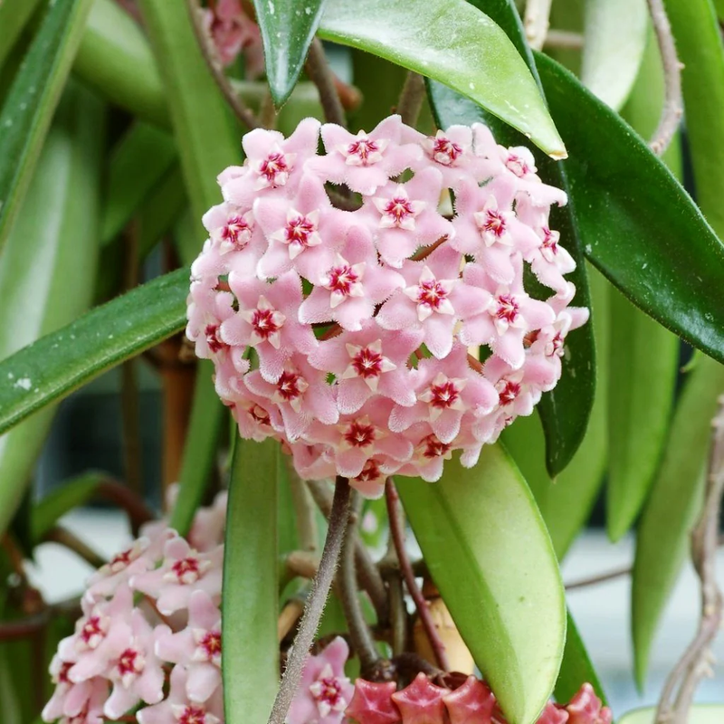 Baby Pink Hoya Flower Seeds for Planting Vibrant Colors Heirloom & GMO Free Seeds for Home Garden