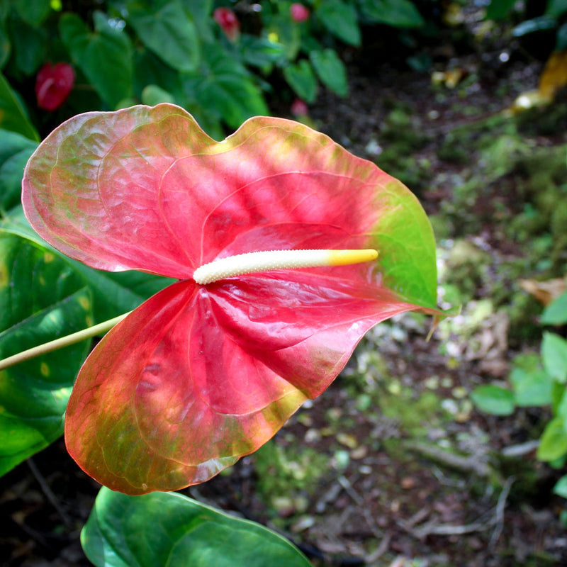 Green Red Anthurium Flower seeds for Planting - Wildflower Mix, Heirloom & GMO Free Seeds for Home Garden
Sale for planting in home garden