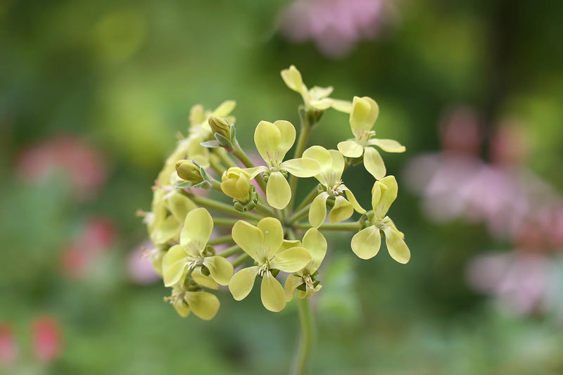 Green Pelargonium Flower Seeds for Planting Easy to Grow Heirloom & GMO Free Seeds for Home Garden
Sale