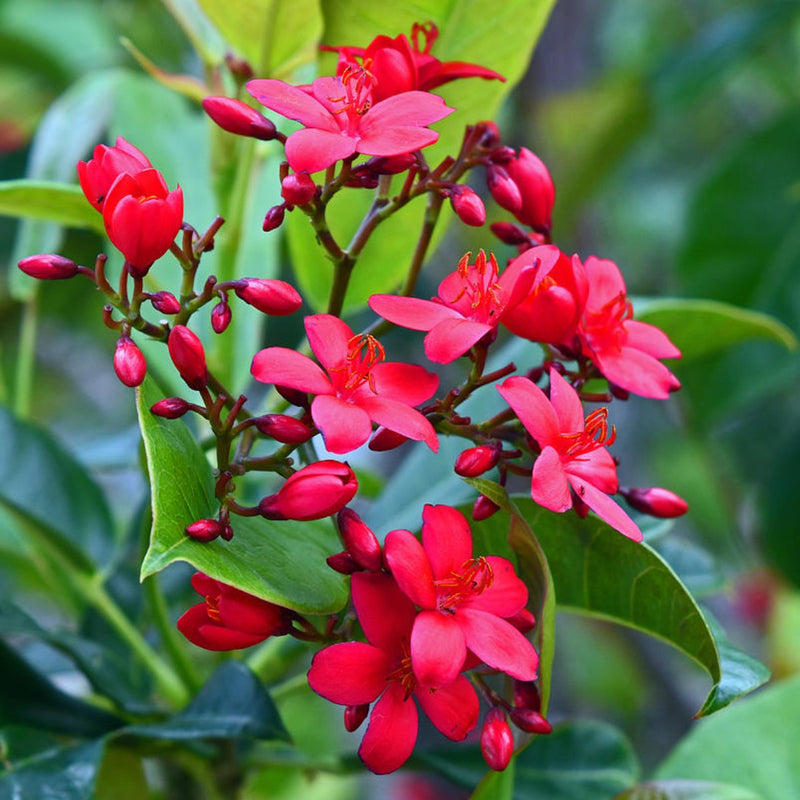 Jatropha Flower seeds for Planting Wildflower Mix Heirloom & GMO Free Seeds for Home Garden
Sale for planting in home garden