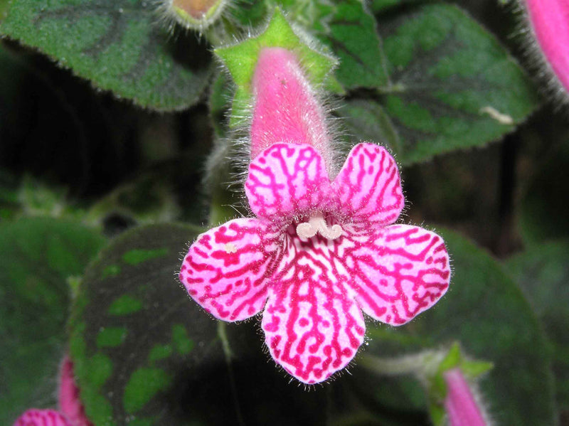 Pink Kohleria Flower seeds for Planting - Sun Loving, Heirloom & GMO Free Seeds for Home Garden