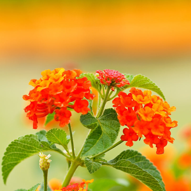 Orange Lantana Flower Seeds for Planting Colorful Display Heirloom & GMO Free Seeds for Home Garden
Sale