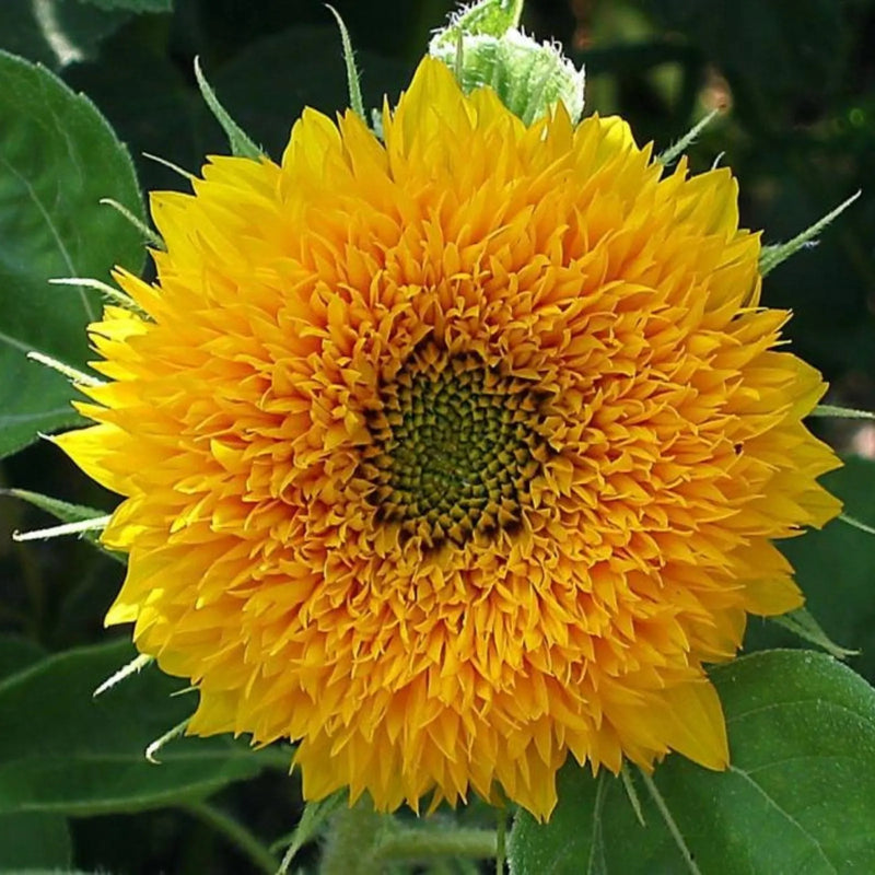 Yellow Green Aster Flower Seeds for Planting Seasonal Bloomer Heirloom & GMO Free Seeds for Home Garden
Sale