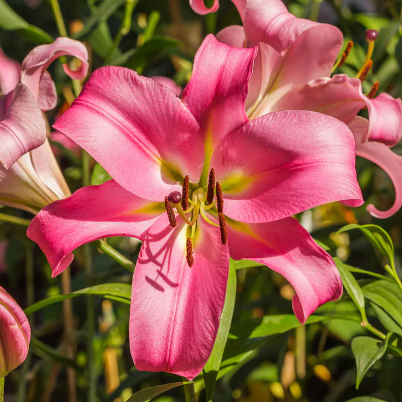 Pink Lilium Flower Seeds Cottage Garden Essential Heirloom & GMO Free Seeds for Home Garden
Sale