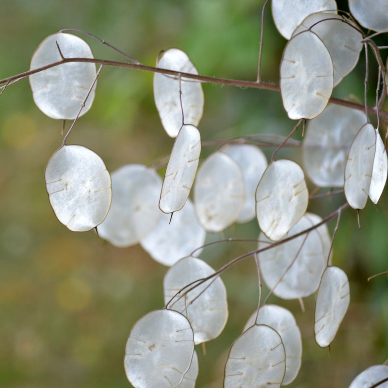 Lunaria Flower seeds for Planting Colorful Display Heirloom & GMO Free Seeds for Home Garden
Sale for planting in home garden