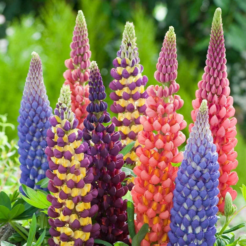 Lupins Flower seeds for Planting Compact Growth Heirloom & GMO Free Seeds for Home Garden
Sale for planting in home garden