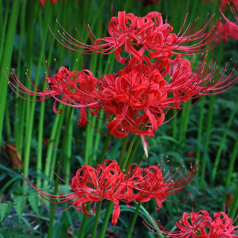 Japanese Radiata Lycoris seeds for planting