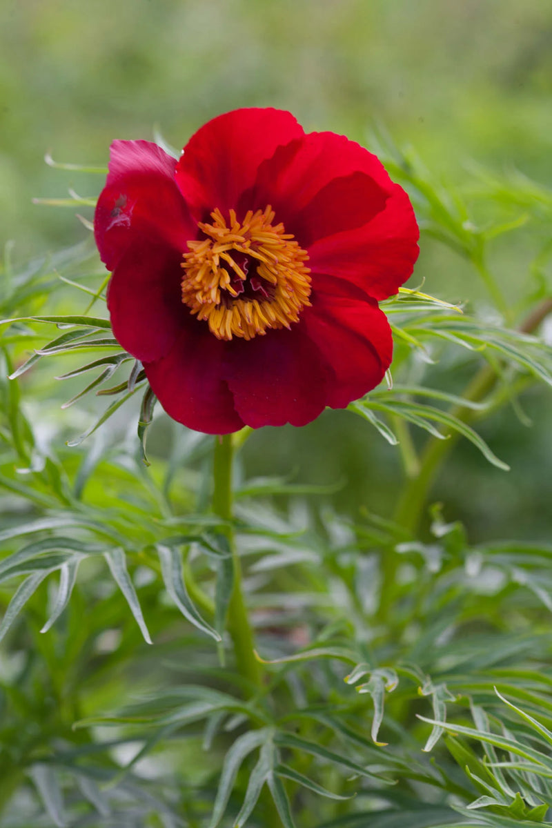 Red Paeonia Tenuifolia Flower seeds for Planting - Premium Quality, Heirloom & GMO Free Seeds for Home Garden