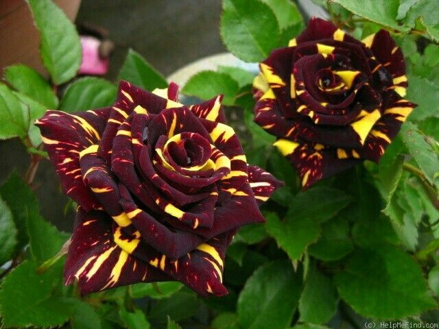 Marron Yellow Rose Flower Seeds for Planting Long Bloom Season Heirloom & GMO Free Seeds for Home Garden
Sale