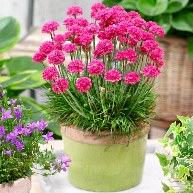 Mixed Joystick flower seeds for planting