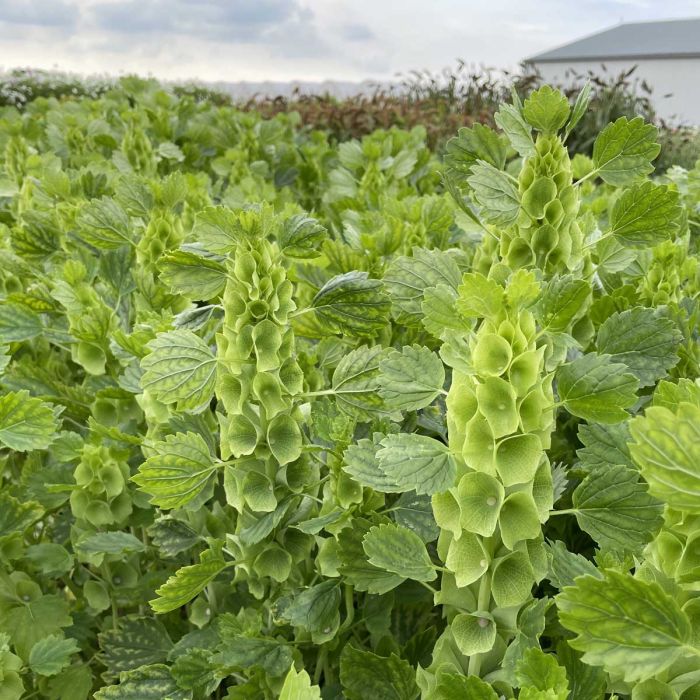 Moluccella laevis Bells Of Ireland Flower seeds for Planting Garden Favorite Heirloom & GMO Free Seeds for Home Garden
Sale