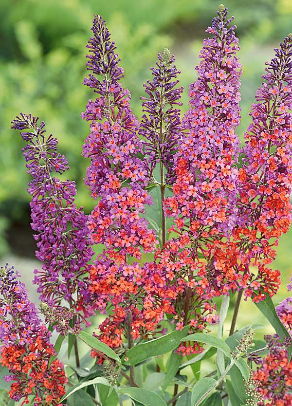 Orange Pink Buddleia Flower Seeds for Planting Sun Loving Heirloom & GMO Free Seeds for Home Garden
Sale