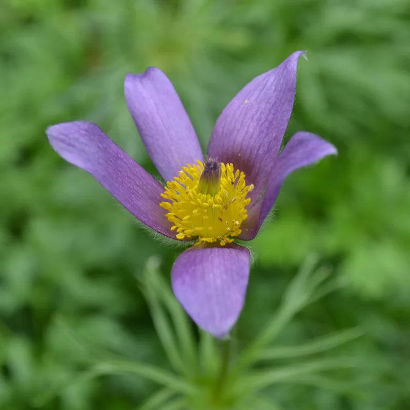 Pasque Flower seeds for Planting - Cottage Garden Essential, Heirloom & GMO Free Seeds for Home Garden
Sale seeds for planting in home garden