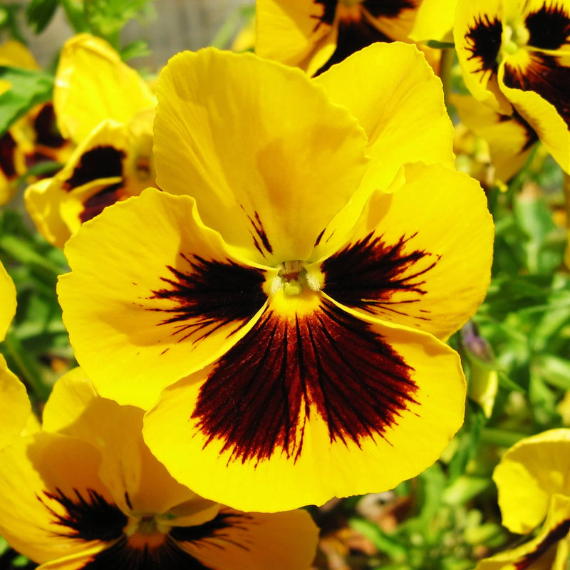 Tricolor Pansy Flower seeds for Planting - Cut Flower Favorite, Heirloom & GMO Free Seeds for Home Garden