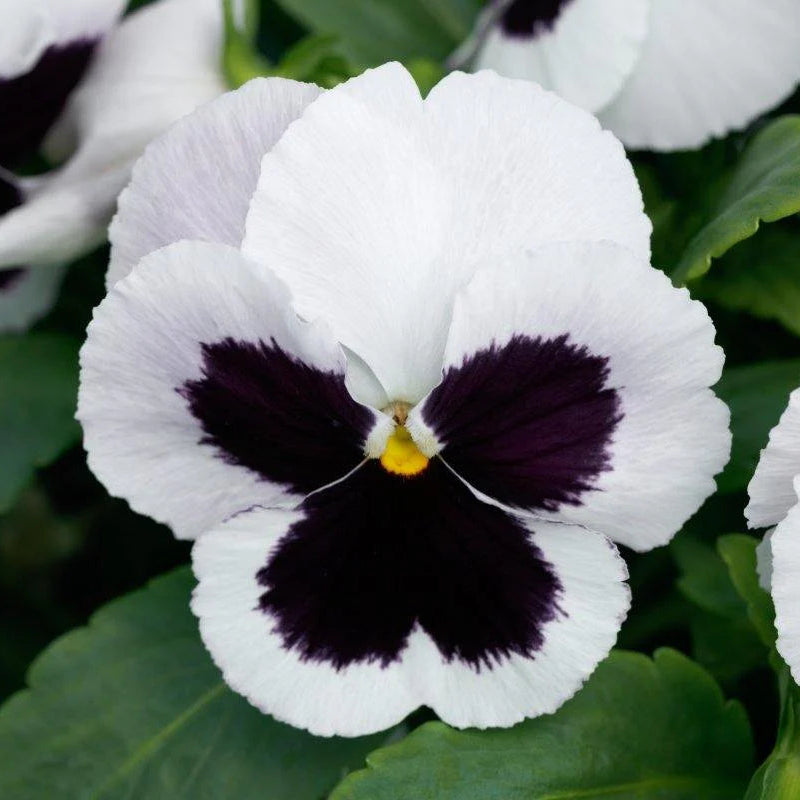 White Black Pansy Flower seeds for Planting Hardy Variety Heirloom & GMO Free Seeds for Home Garden
Sale