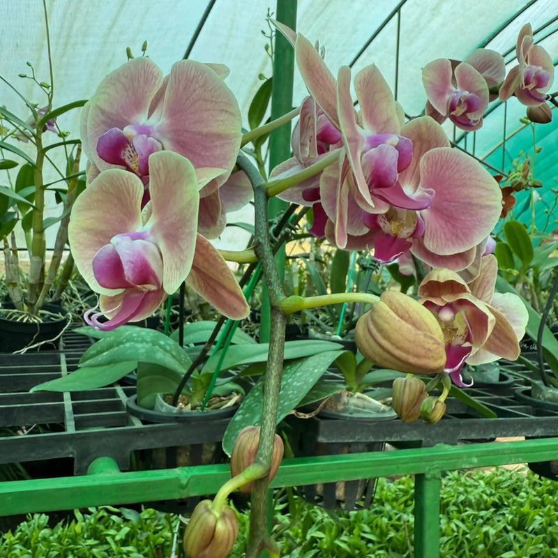 Green Pink Phalaenopsis Orchid Flower Seeds for Garden Vibrant Colors Heirloom & GMO Free Seeds for Home Garden
Sale