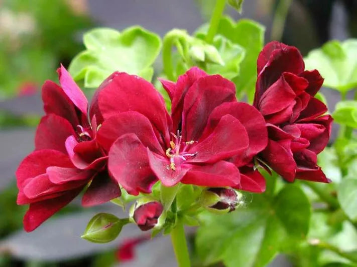 Rose Pelargonium Peltatum Seeds for Planting Wildflower Mix Heirloom & GMO Free Seeds for Home Garden
Sale