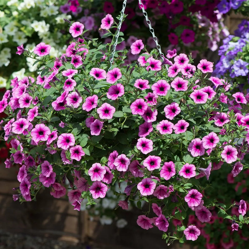 Pink Purple Hanging Petunia Seeds for Planting Heirloom NONGMO Flower Seeds for Beautiful Blooms Wildflower Mix
Sale