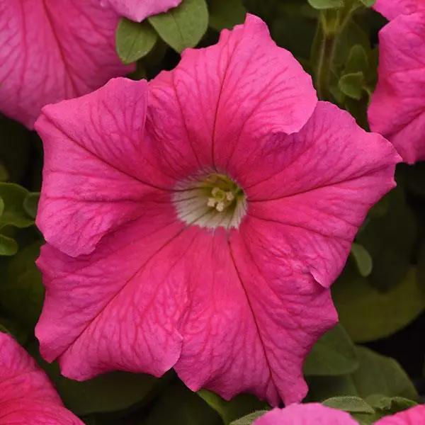 Pink & White Petunia Flower seeds for Planting Wildflower Mix Heirloom & GMO Free Seeds for Home Garden
Sale