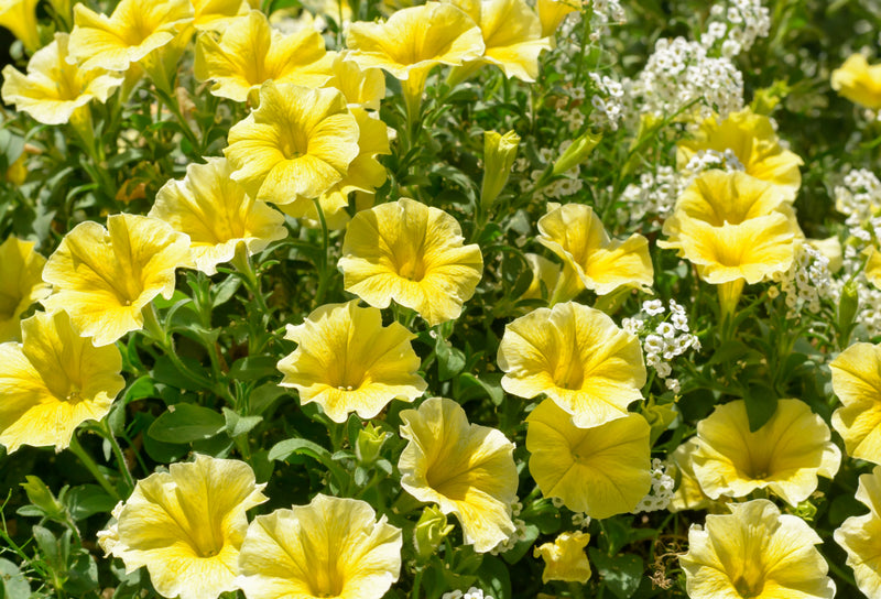 Light Yellow Petunia Seeds for Planting Annual Blooms