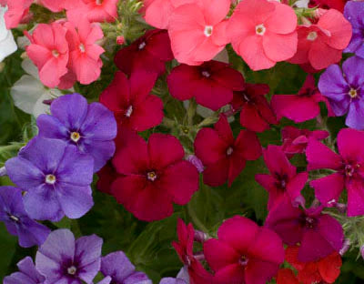 Drummondii Flower seeds for Planting Fragrant Blossoms Heirloom & GMO Free Seeds for Home Garden