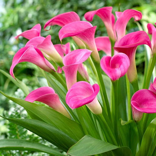 Dark Pink Calla Flower Seeds for Planting Premium Quality Heirloom & GMO Free Seeds for Home Garden
Sale