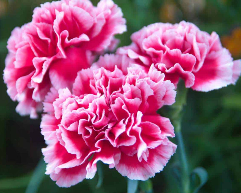 Pink Carnation Flower seeds for Planting Colorful Display Heirloom & GMO Free Seeds for Home Garden
Sale