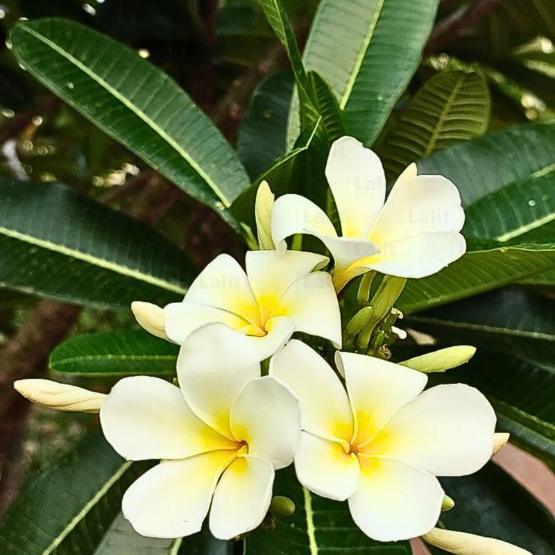 Plumeria Flower seeds for Planting - Long Bloom Season, Heirloom & GMO Free Seeds for Home Garden
