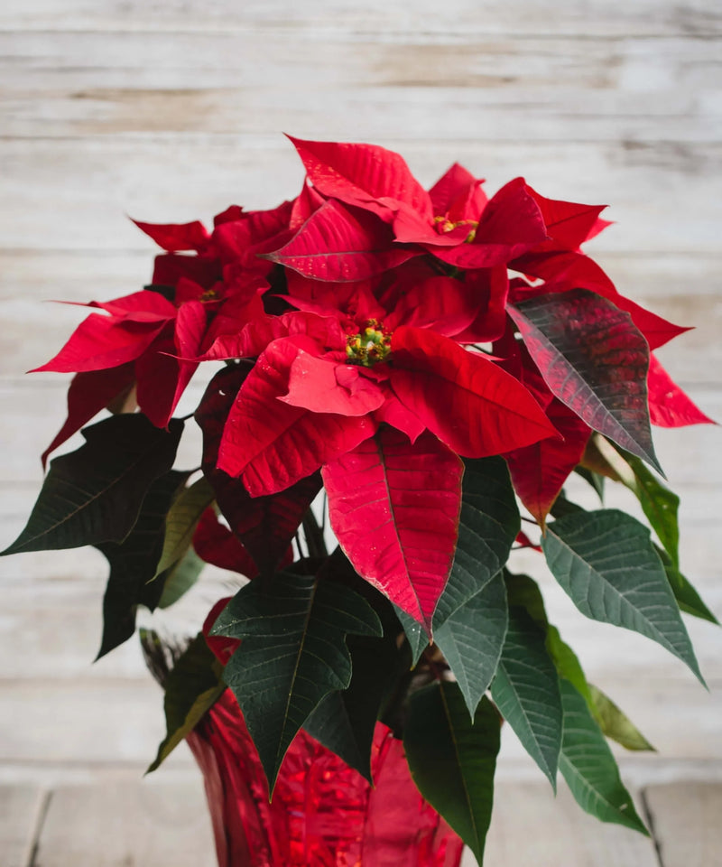 Green Poinsettia Perennial Flower seeds for Planting - Wildflower Mix, Heirloom & GMO Free Seeds for Home Garden