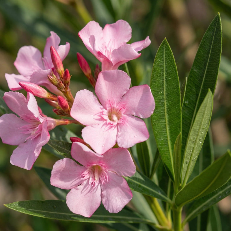 Nerium Flower seeds for Planting Vibrant Colors Heirloom & GMO Free Seeds for Home Garden
Sale